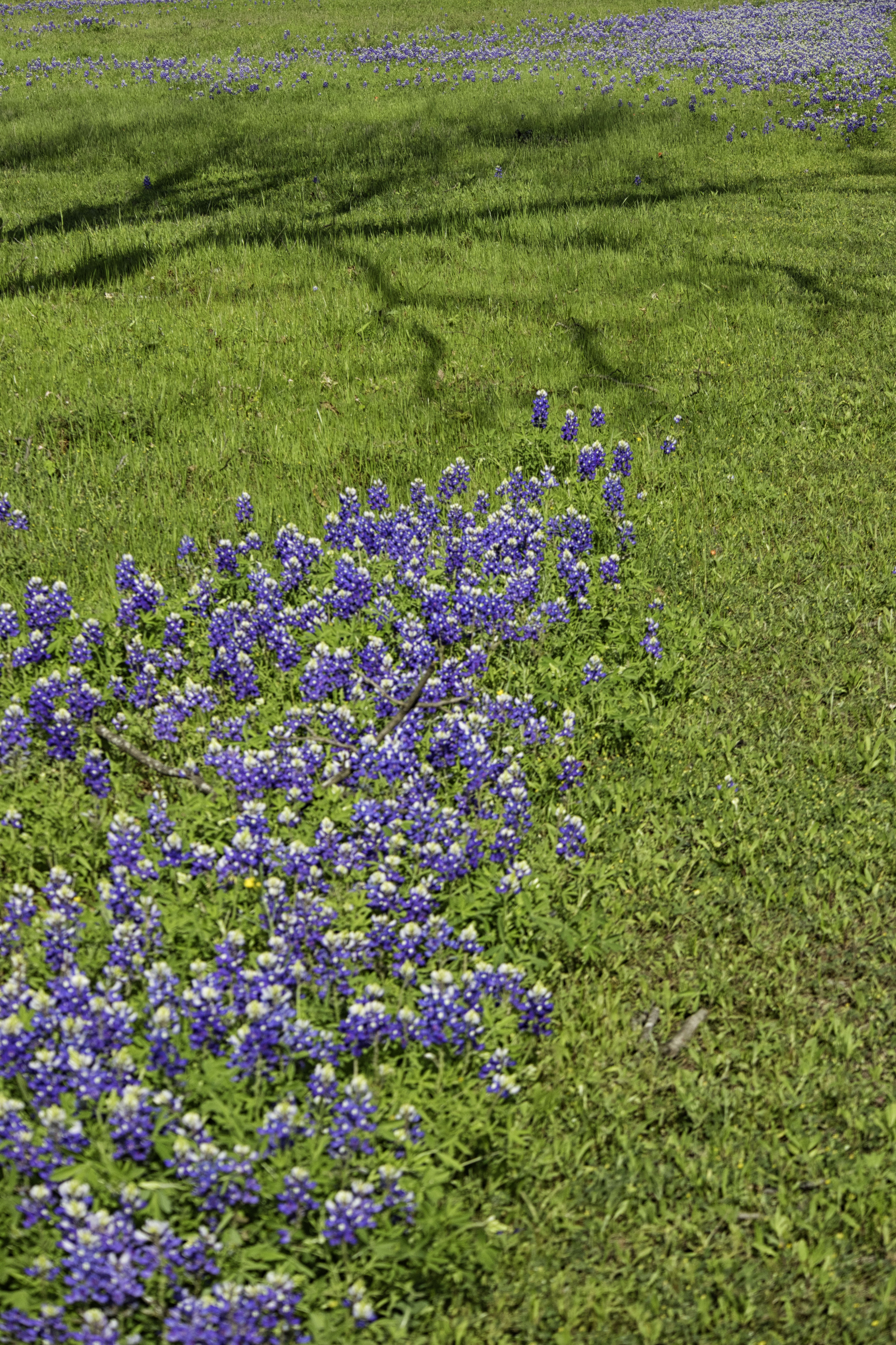 Bluebonnets2